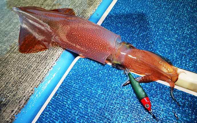 ドロッパー（浮きスッテ）