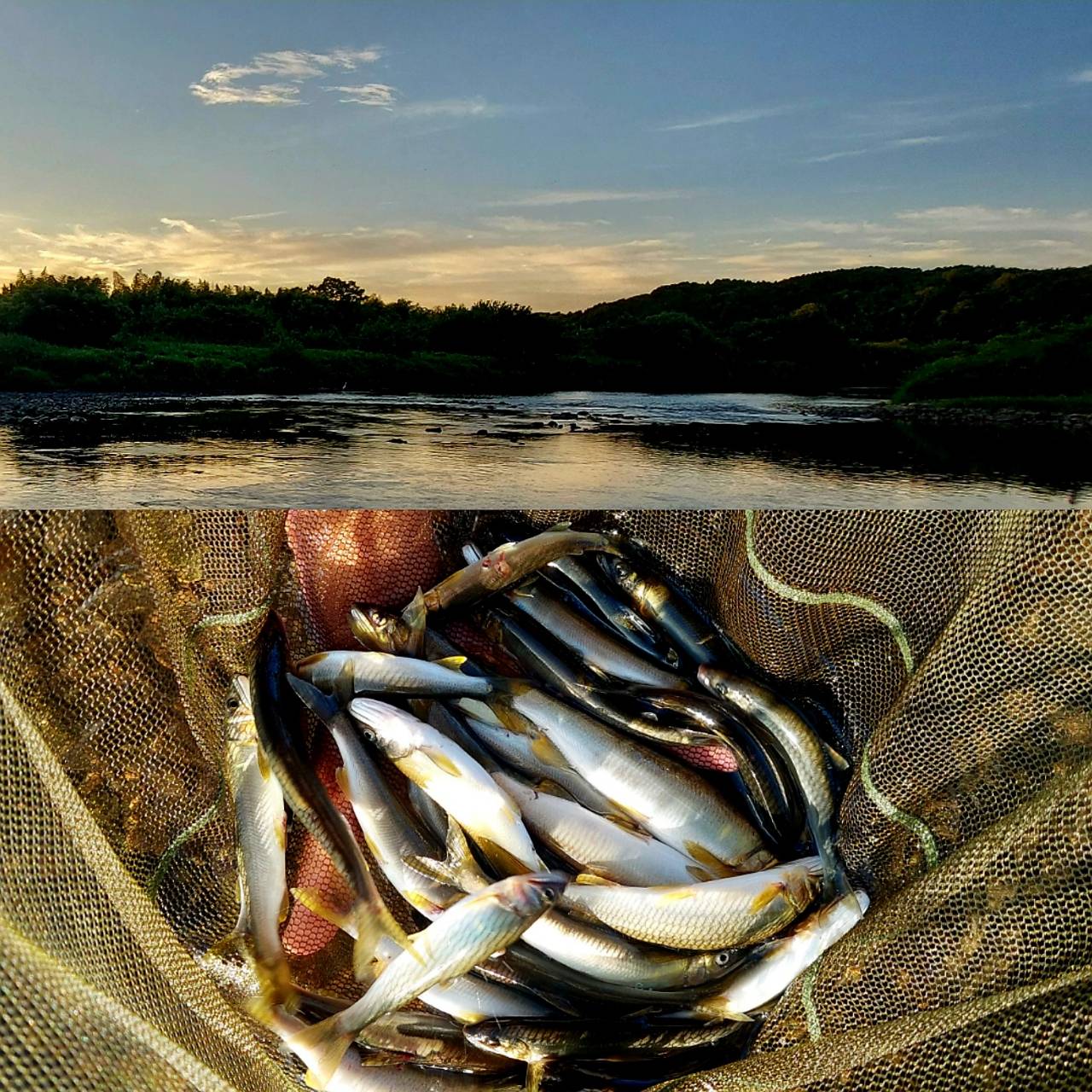 鮎(最大17㎝で16匹)：3名で40匹前後