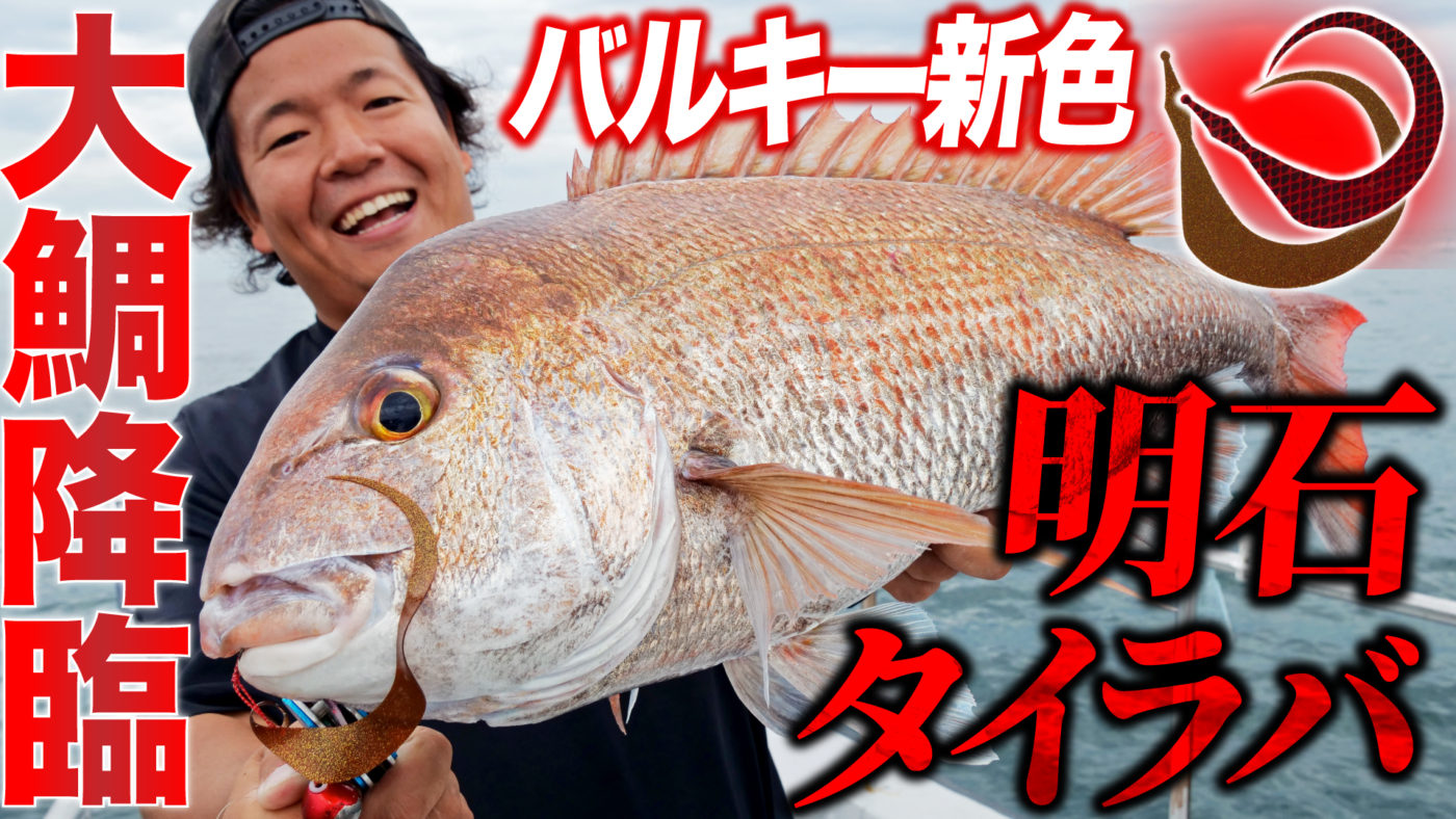【大鯛降臨】バルキー新色で真鯛ラッシュ！！明石タイラバ攻略