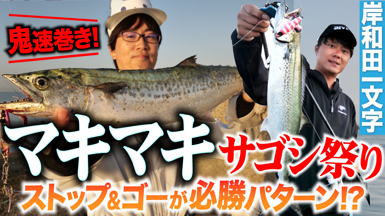 【マキマキ】岸和田一文字サゴシ祭り！鬼速巻きのストップ&ゴーが必勝パターン!?