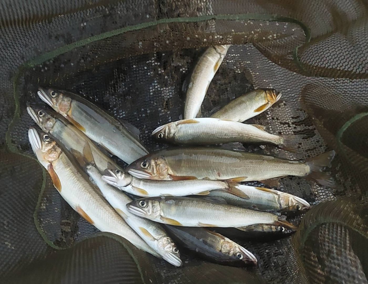 鮎(最大18㎝で14匹) 