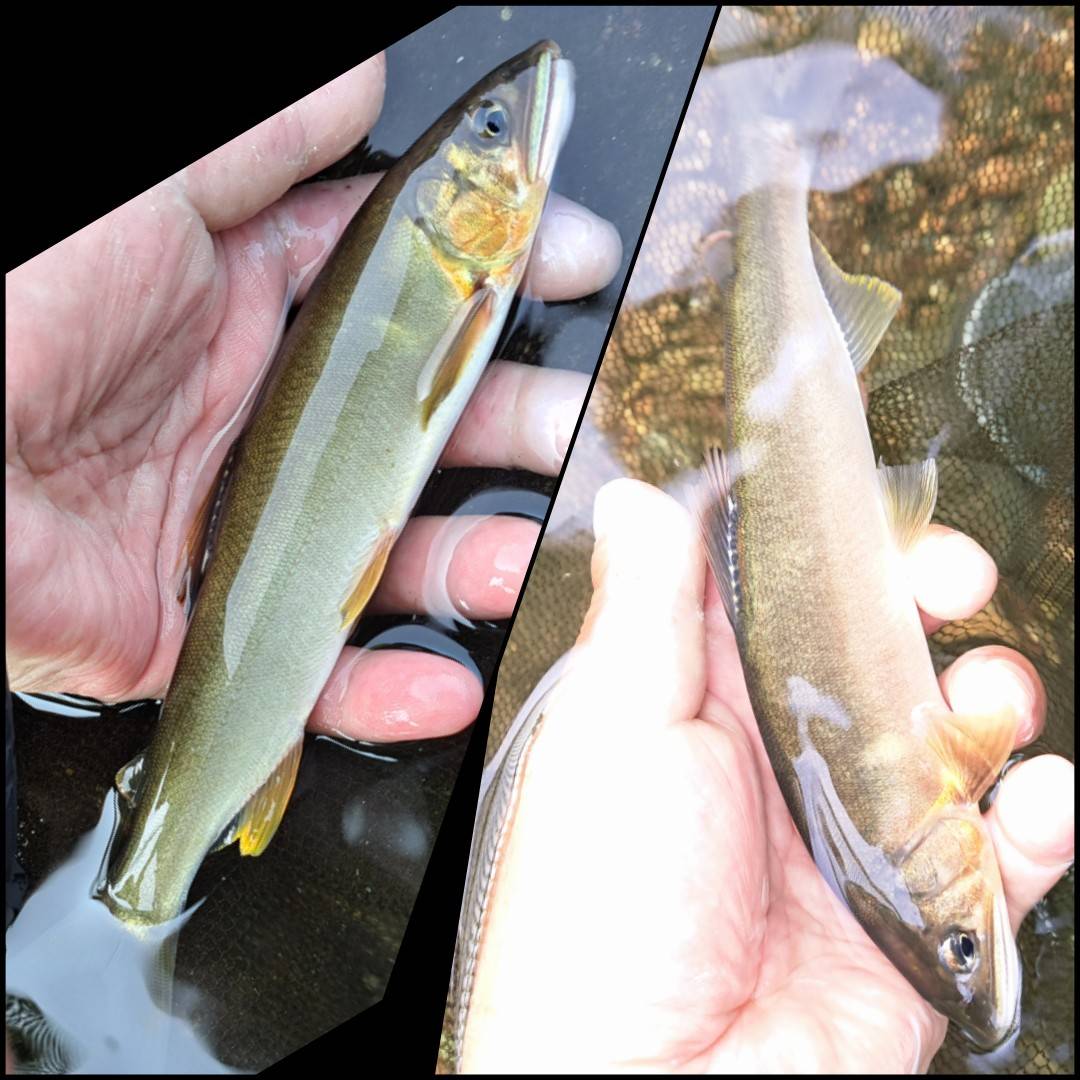 鮎(最大21㎝を19匹)
