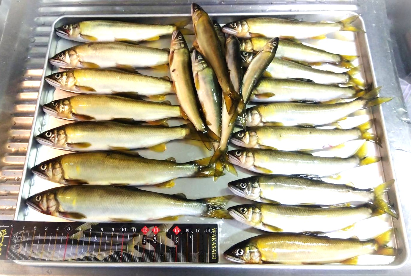 鮎(最大20.5㎝を25匹）日中４時間の釣果