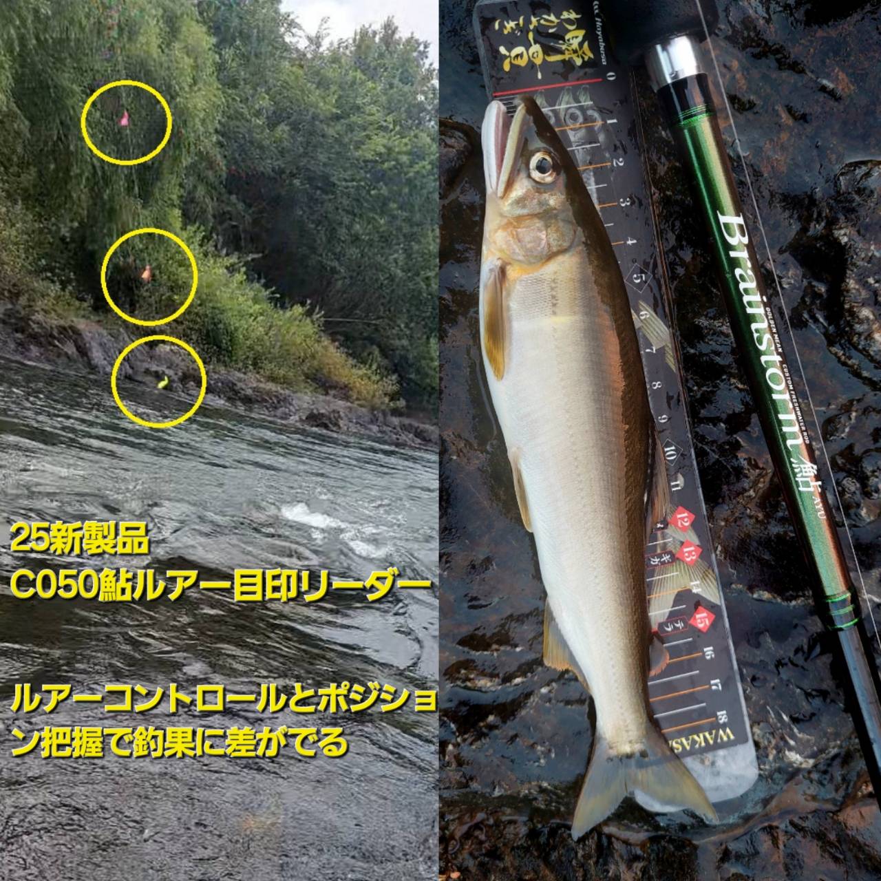 鮎(最大21㎝で10匹) 夕方2.5時間の釣果