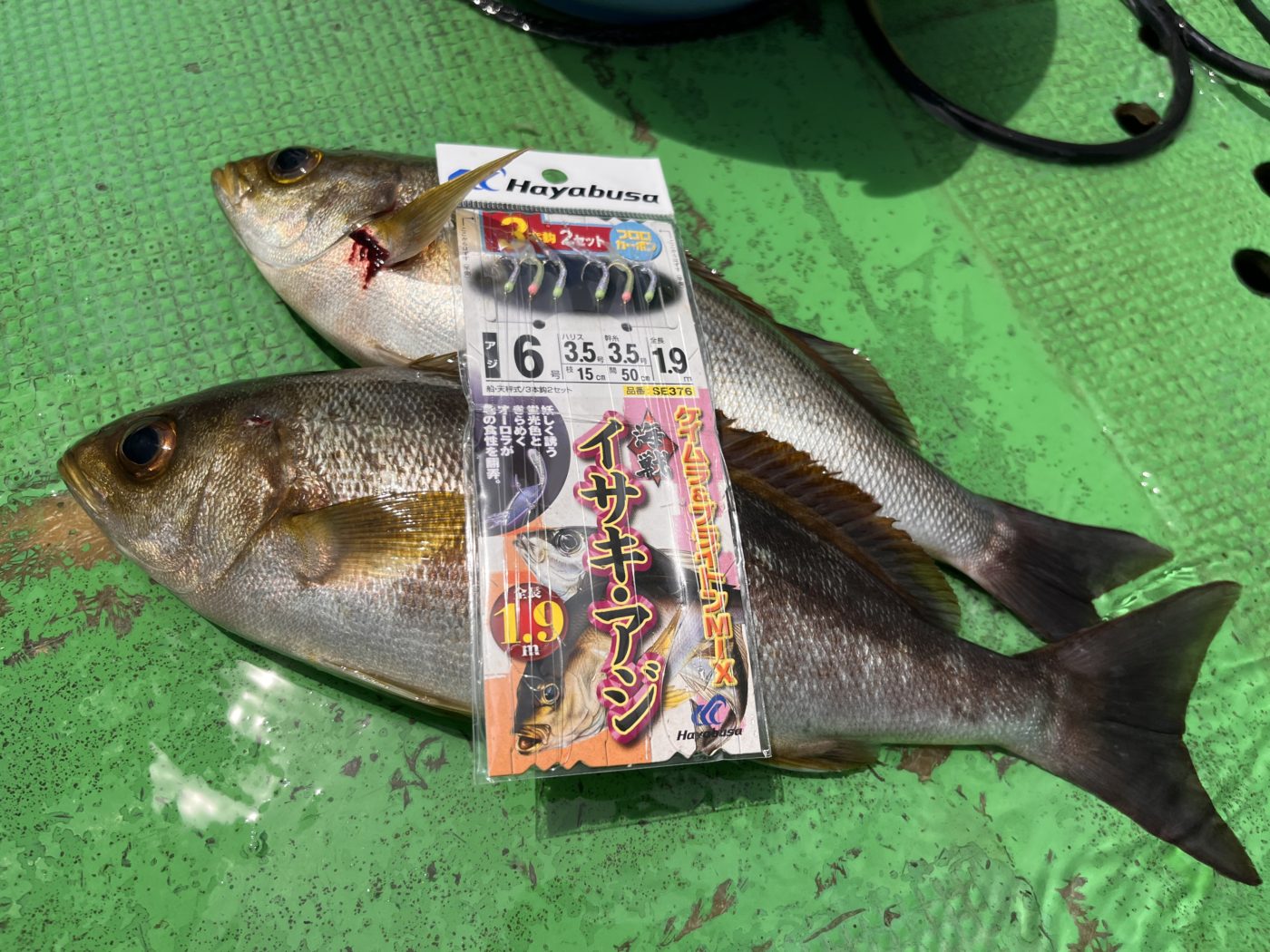 釣果写真