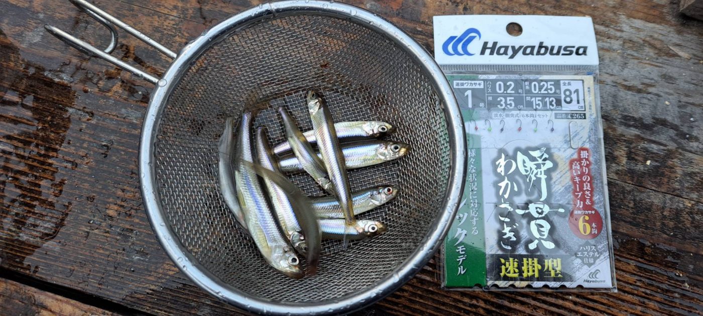 ワカサギ26匹(5㎝～10㎝）3名の釣果