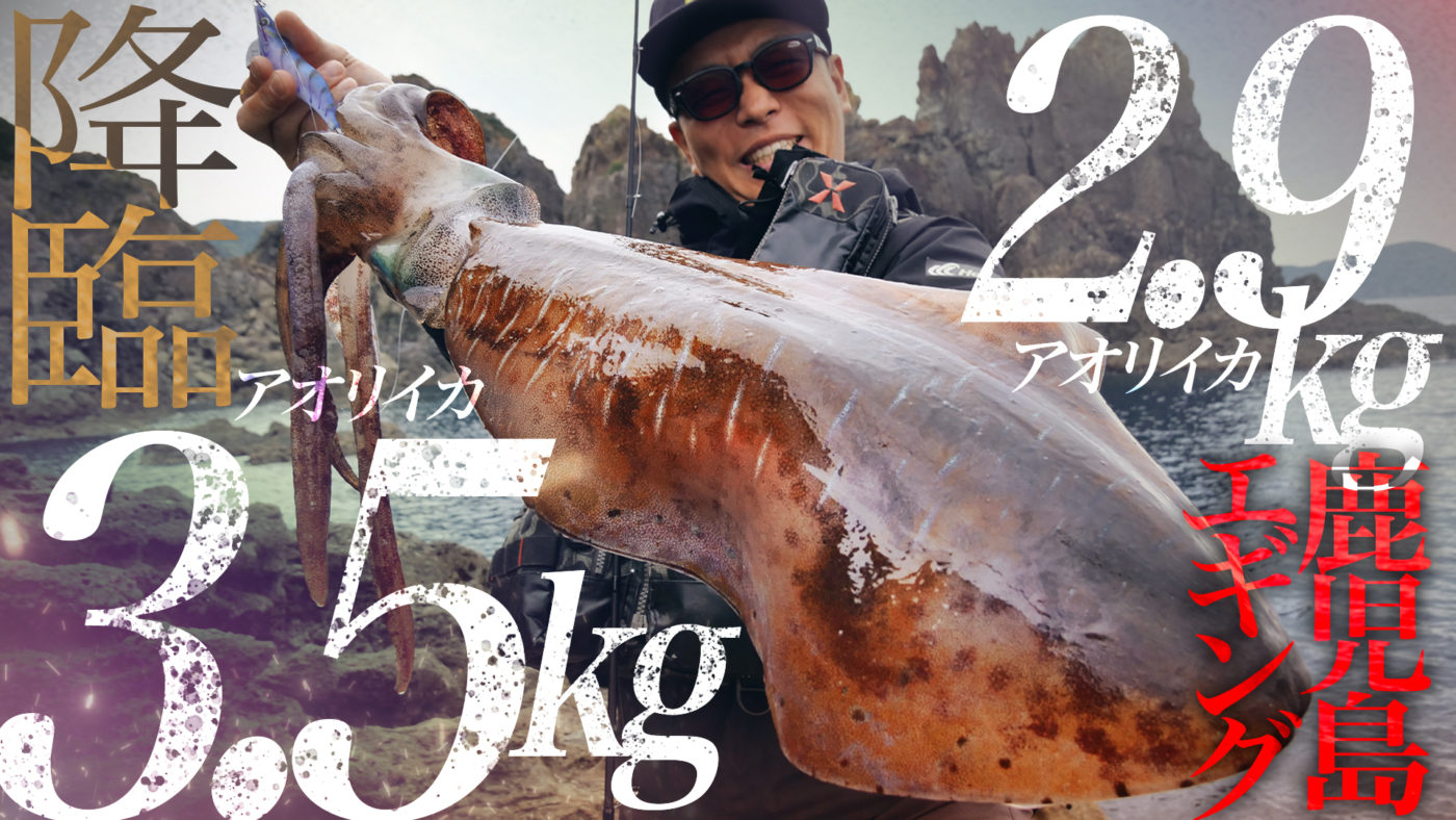 【エギング】3,550g & 2,940gモンスター降臨！！超大型アオリを求めた鹿児島南薩エギング